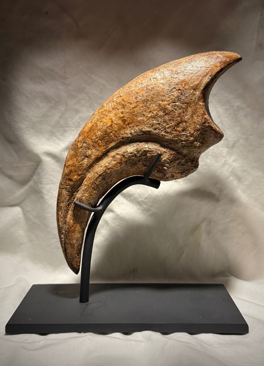 Massive Monster 9.25"Extremely High Quality ALLOSAURUS KILLING HAND CLAW - Image 11