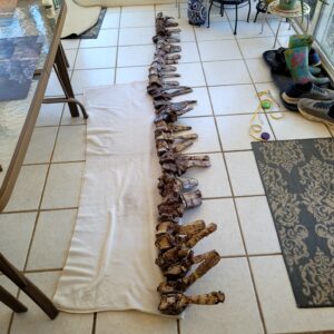 Quality 102" Complete  Tenontosaurus Tail with 33 Vertebrae (5 articulated )-Rare Cloverly Formation(115 MYA)